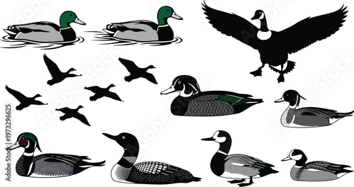 Group of various ducks and geese illustrations in different poses with various species with black and white