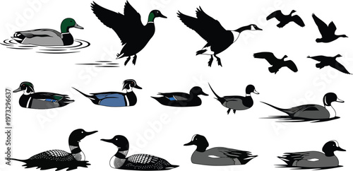 Illustrations of ducks and geese in various settings and poses with various species with black and white