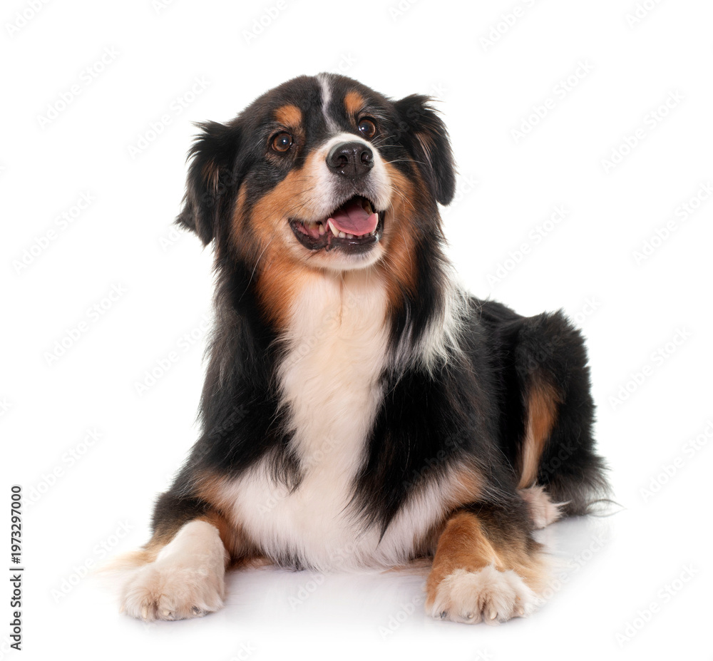 Fototapeta premium tricolor australian shepherd