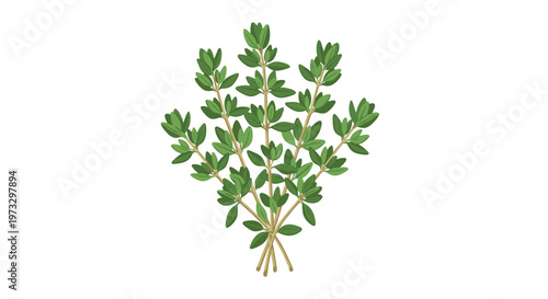 A dense bunch of aromatic green thyme sprigs is gathered into a neat bundle against a clean white background for use in gourmet cooking recipes.