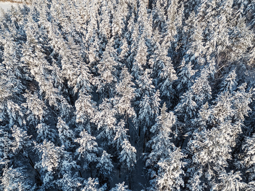 Top-down aerial view of winter snow covered pine forest on sunny day. No people