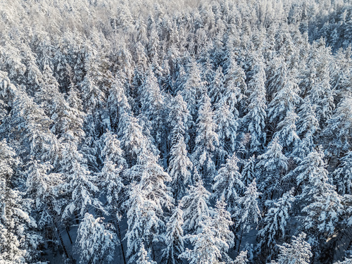 Top-down aerial view of winter snow covered pine forest on sunny day. No people