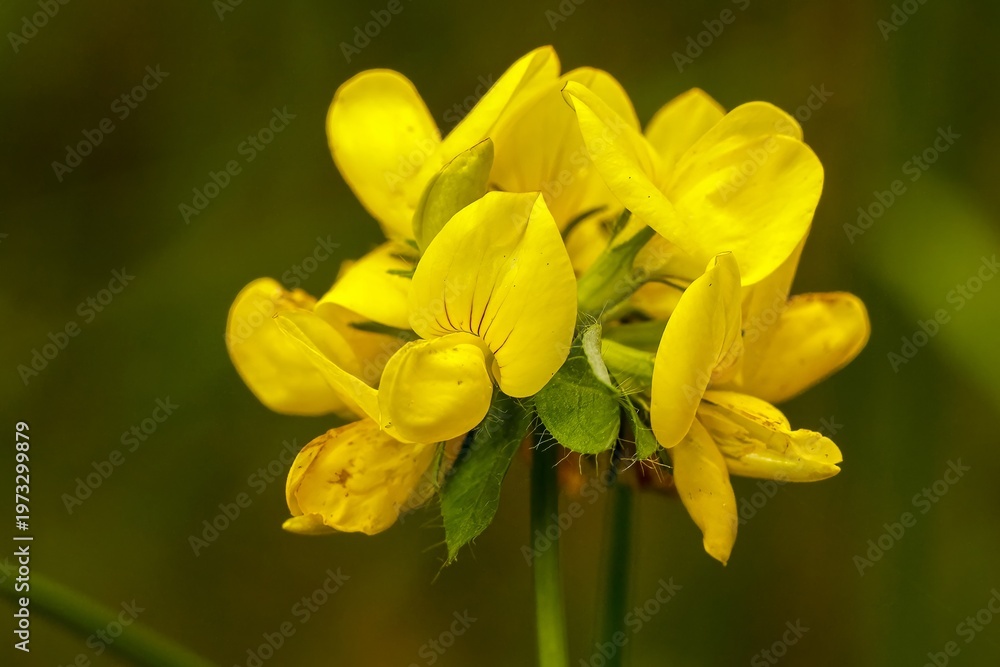 Fototapeta premium Radiant Common bird's-foot trefoil, Lotus corniculatus wildflower blooms in vibrant yellow, petals unfurling
