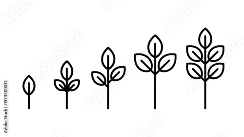 Illustration showing stages of plant growth with leaves and stems Vector