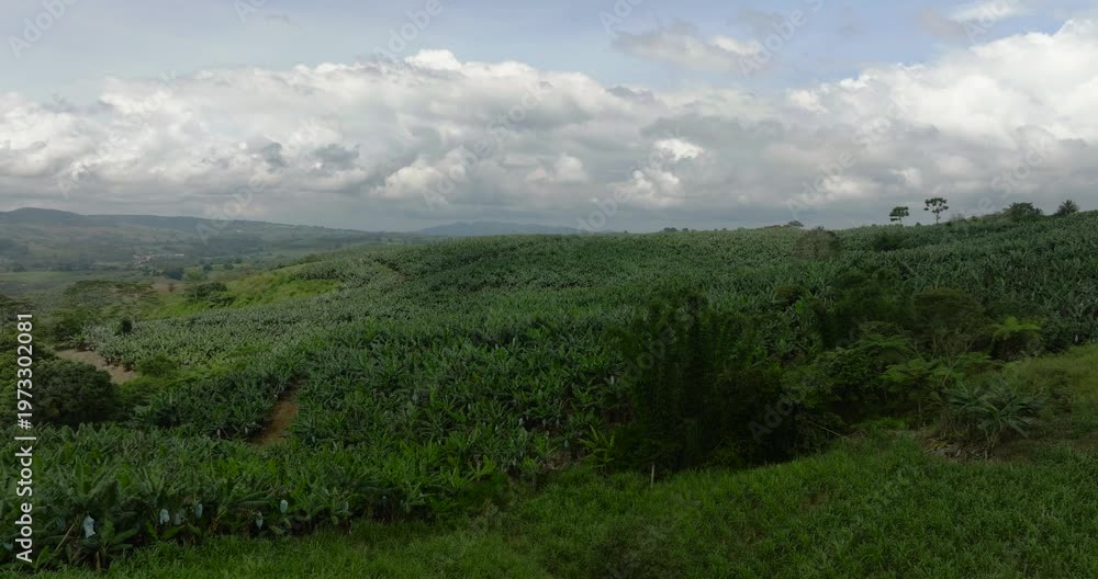custom made wallpaper toronto digitalFarmland with banana plantation in Mindanao, Philippines. View from above.