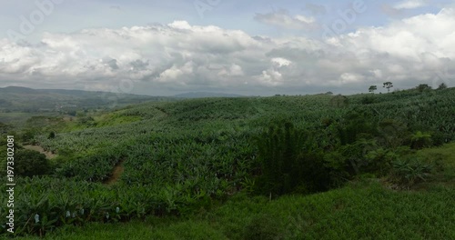 Wallpaper Mural Farmland with banana plantation in Mindanao, Philippines. View from above. Torontodigital.ca