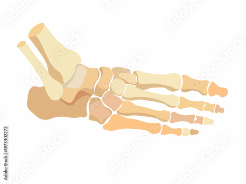 An abstract illustration of a human hand skeleton is presented artistically, showcasing the complex bony structure while conveying themes of anatomy, health, and human form.