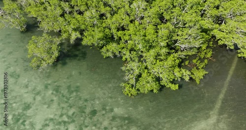 Wallpaper Mural Clear transparent water and green plants. Mindanao, Philippines. Torontodigital.ca