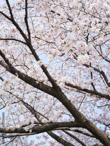 White cherry blossoms densely covering tree branches with visible trunk structure