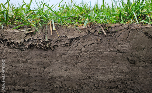 Soil with lush green grass under blue sky photo, horizontal landscape banner. Fresh spring lawn growth, fertile ground layer, nature background for ecology, gardening, agriculture, environment concept