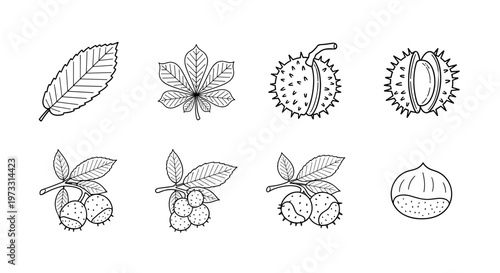Collection of hand-drawn horse chestnut leaves, fruits, and seeds in outline style