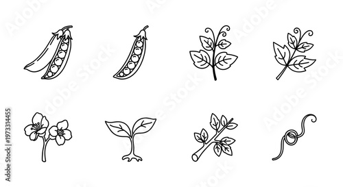 Collection of simple line art icons representing peas and plant growth stages