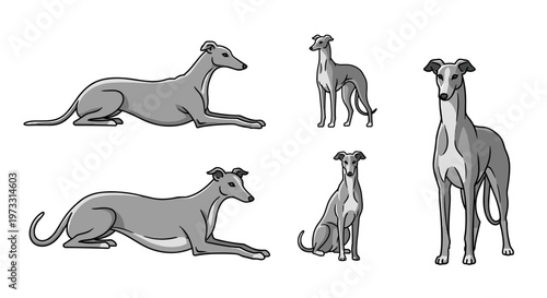 Collection of greyhounds in various poses, illustrated in a simple, modern style