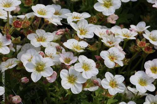Canvastavla Saxifraga Alpino Early White ('Saxz0003') (× _arendsii_)