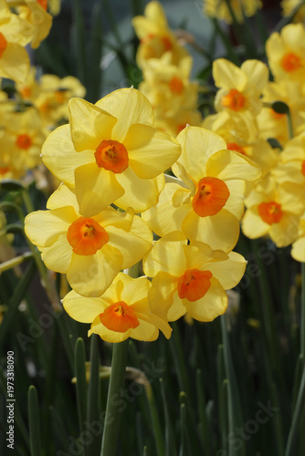 Narcissus 'Martinette'. Backlit close up grouping of bright yellow daffodils with deep orange trumpets.  
