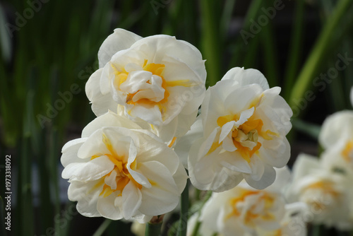 Narcissus 'Bridal Crown'. Three close up creamy double white daffodils with yellow orange inner petaloids.  