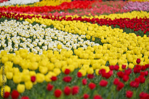 カラフルなチューリップ