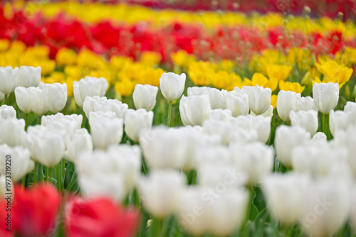 カラフルなチューリップ