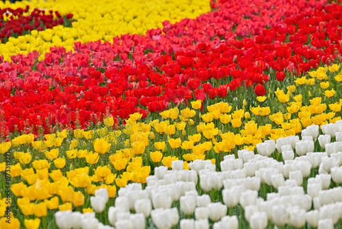 カラフルなチューリップ