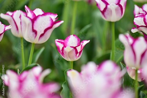 カラフルなチューリップ