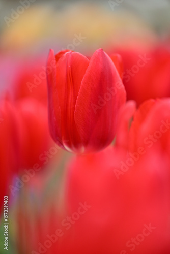 カラフルなチューリップ