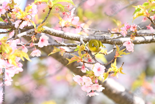 メジロと桜
