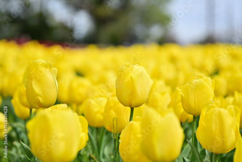 カラフルなチューリップ