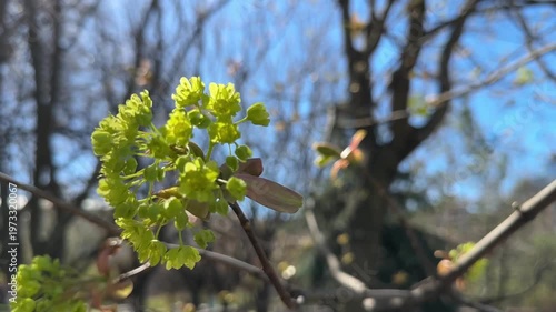 A young tree has blossomed with green buds and inflorescences, a branch sways in the wind on a sunny spring day.