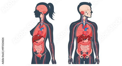 Male and female human body anatomy vector illustration showcasing internal organs and circulatory system side view