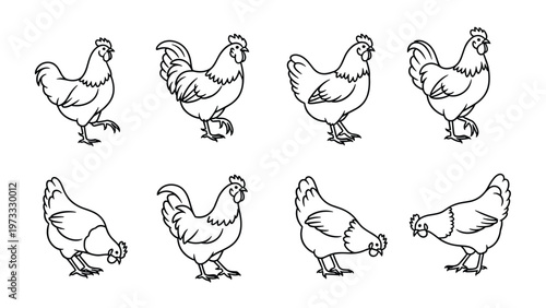 Sketches of chickens and roosters in various natural poses showing a range of poultry movements in a clean black and white line art style.