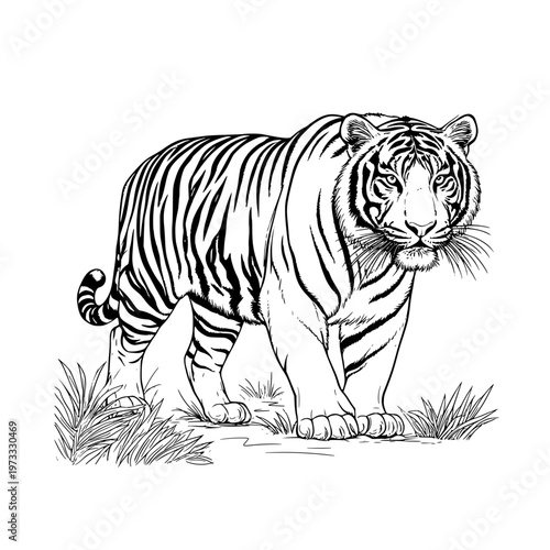 Tiger, simple black and white sketch. Vector illustration. Predatory animal of the taiga and America, isolated on a white background