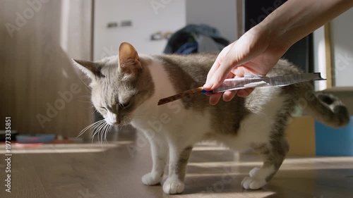 Cat Eating Treat from Owner Hand