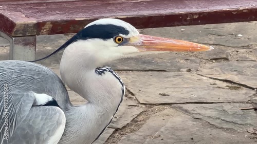 portrait of white heron with contrasting beak and feather texture