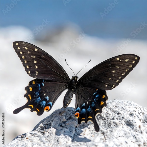 A close-up captures a stunning butterfly perched on a textured rock against a blurred natural backdrop. The butterfly's wings are open