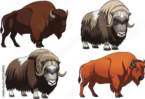 Bison and Musk Ox Vector Illustration Set Featuring Wild Arctic and Plains Bovines with Detailed Fur and Horns for Wildlife, Nature, and Animal Design Use.