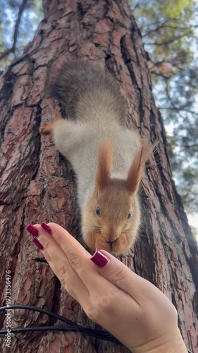 Vertical video, Close-up of a squirrel eating nuts from his hand, hanging upside down on a tree. The concept of baiting, helping animals. High quality 4k footage 