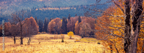 Autumn in the mountains. Panoramic view of the mountain slope in autumn. Beautiful natural landscape. Carpathian Mountains. Bukovel, Ukraine