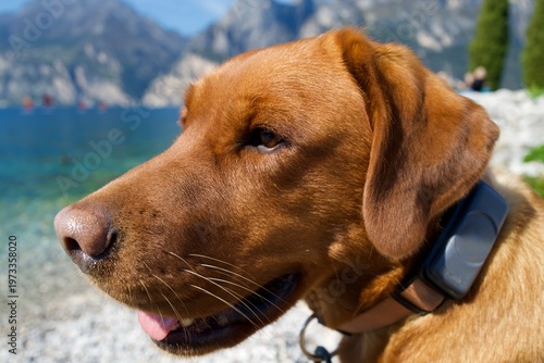 Red fox Labrador retriever portrait by a lakeshore on a sunny day
