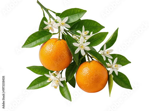 Fresh Orange Tree Branch with Flowers