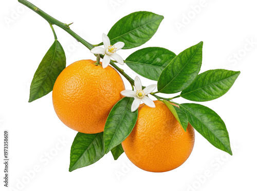 Whole Oranges on Branch with Green Leaves