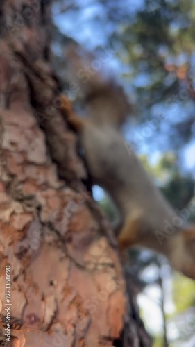 Vertical video, close-up of a squirrel descending to the camera along a tree trunk upside down, sniffing it and climbing to the side against the background of trees and blue sky. High quality 4k