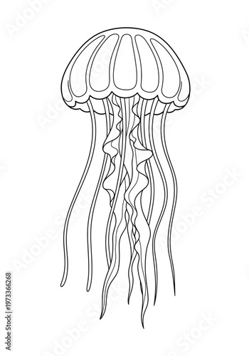 Detailed black line art illustration of a graceful jellyfish featuring its distinctive bell-shaped body and beautifully flowing long tentacles, perfect for educational or creative projects.