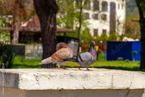 Two pigeons sitting on a stone parapet in a sunny city park. Urban birds on a blurred background of green trees and buildings during a bright spring day. Sukhum, Abkhazia.