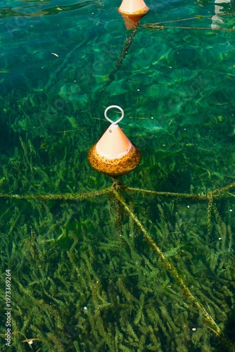 Mooring buoy over clear green water with underwater chains and algae