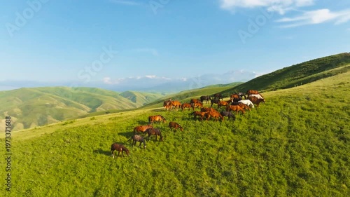 Herd of horses peacefully grazing on lush green hills under bright sky in Kyrgyzstan. Drone view. Truck to the right camera movement.