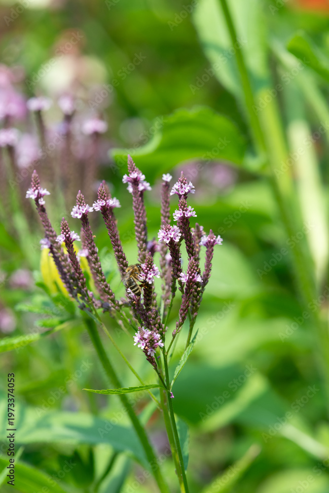 custom made wallpaper toronto digitalSwamp verbena (verbena hastata) flowers in bloom