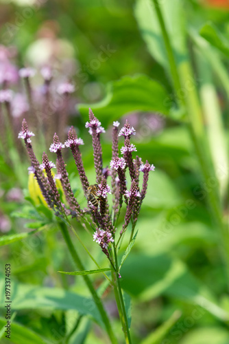 Wallpaper Mural Swamp verbena (verbena hastata) flowers in bloom Torontodigital.ca
