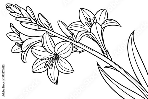 Foto coloring page line art the tuberose flower black vector