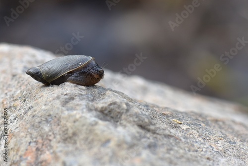 Snail on a granite rock in the wild, closeup of photo