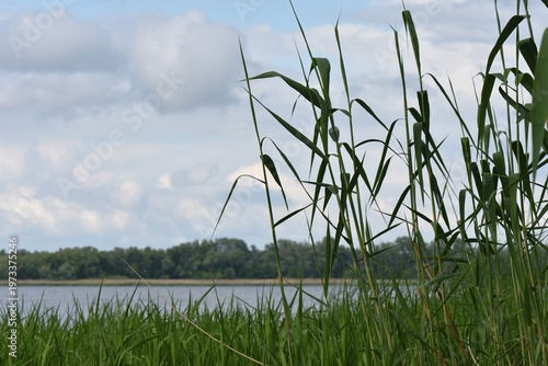 Green reeds in a lake in the spring, close-up